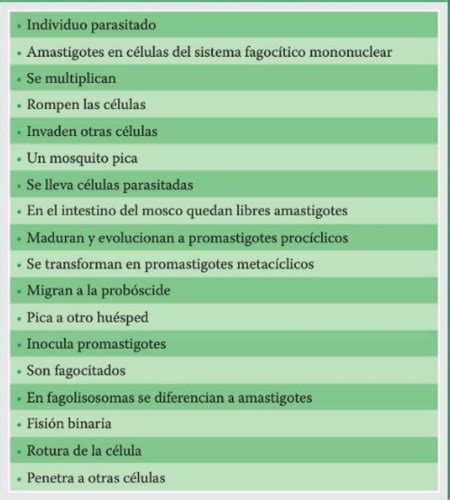 Fichas De Aprendizaje Leishmania Brazziliensis Quizlet