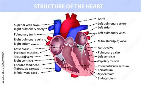 heart anatomy, heart cross section, medical banner with symbols Stock ...