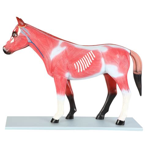 Anatomy Lab - Entire Horse Model with Removable Organs