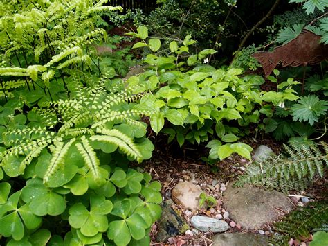 Native Plants « Backyard Habitats