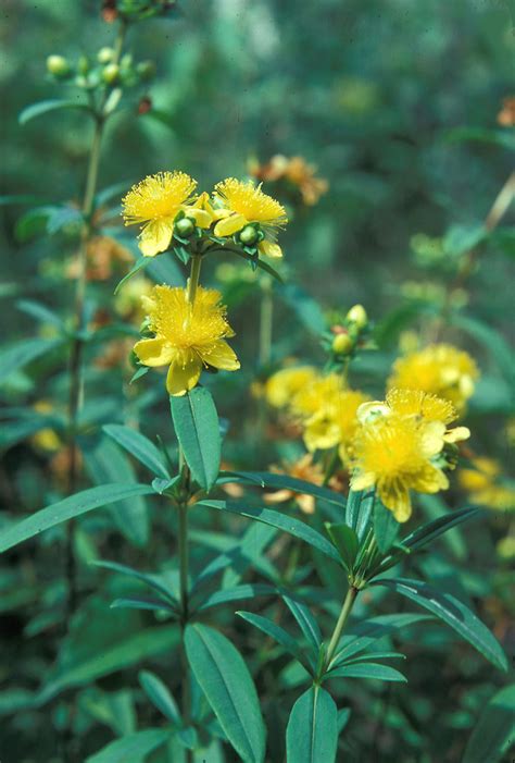 Hypericum Prolificum Shrubby St John S Wort Go Botany