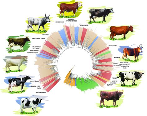 Individual Based Neighbour Joining Tree Of Global Cattle Diversity And