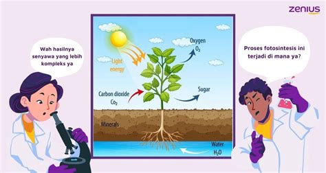 Reaksi Terang dan Reaksi Gelap pada Proses Fotosintesis - Materi ...