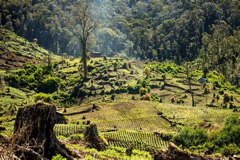 The Kerinci Seblat National Park Authentic Indonesia Blog