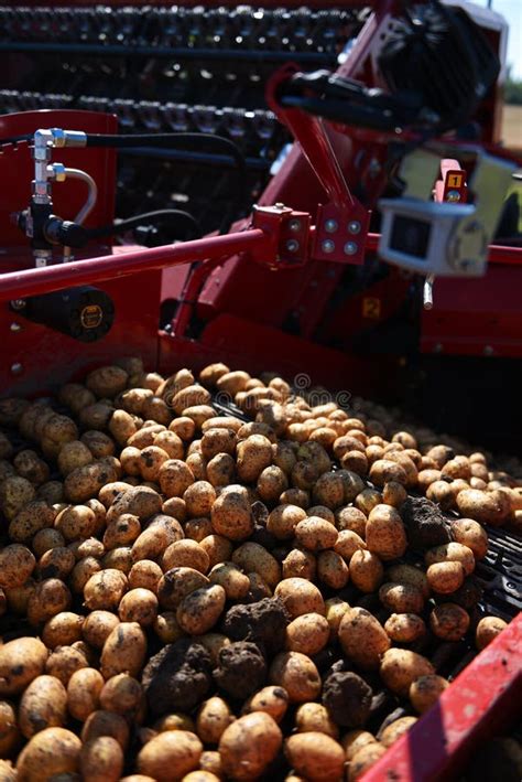 Harvesting Potatoes From The Field And Sorting Them On A Potato Crop