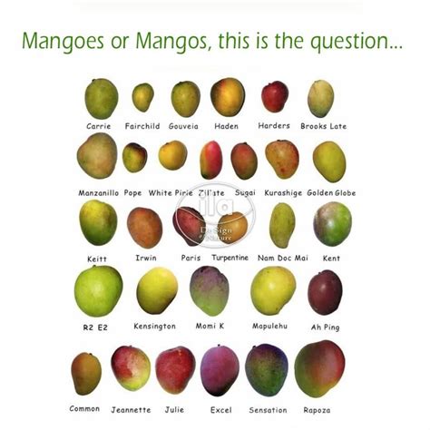 Mango Tree - ila international - Semi Natural Plants