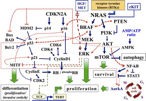 Major Pathways Involved In Melanoma Pathways Associated With Cell