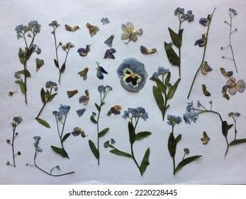 Real Blue Flowers Isolated Assorted Blue Stock Photo 2220228445 ...