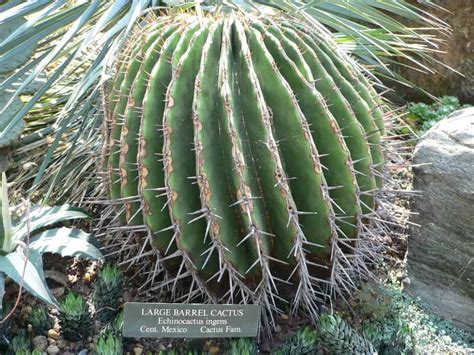 Echinocactus Ingens Seeds Phoenix Desert Seeds