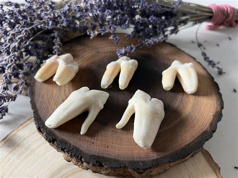 Real lion teeth, lion tooth for Sale - Shaman Amulets Store