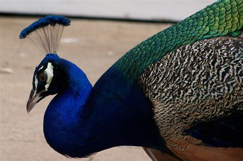 Peacock At Mayfield Park Austin Tx June 2009 Peacock Clo… Flickr