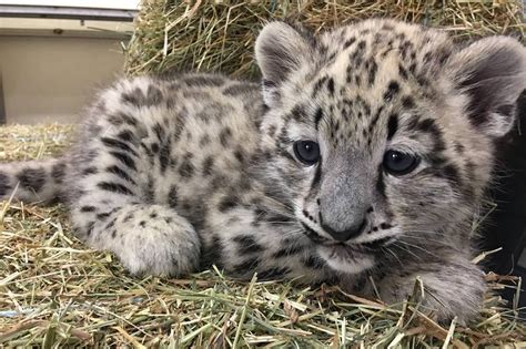 Snow leopard cub : r/Eyebleach