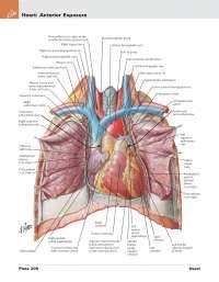 Anatomy atlas netter | Study Guides, Projects, Research Anatomy - Docsity