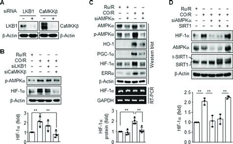 Co R Induces Hif Stability Via The Ca Mediated Camkk Ampk