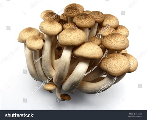 Bunch Of Brown Beech Or Buna Shimeji Mushrooms Stock Photo 3168631