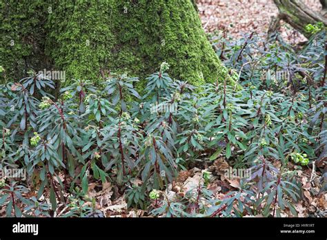 Euphorbia Amygdaloides Spurge Indicador De Madera De Bosques Milenarios