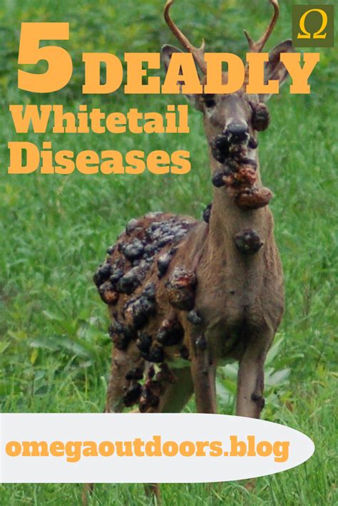 5 Deadly Whitetail Diseases Deer Whitetail Hunting Whitetail Deer