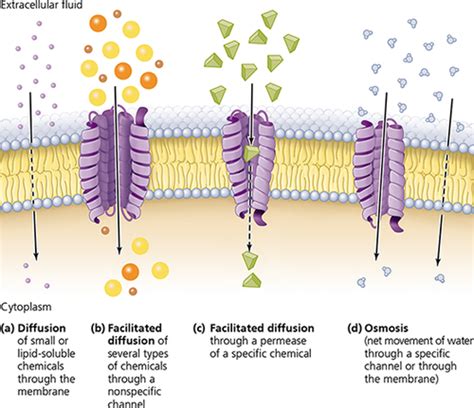 Microbiology Chapter 3 Flashcards Quizlet