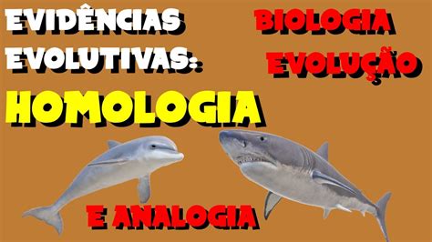 EVIDÊNCIAS EVOLUTIVAS Homologia x Analogia EVOLUÇÃO BIOLOGIA YouTube