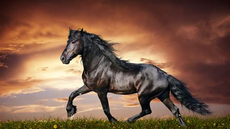 🔥 [90+] Horses at Sunset Wallpapers | WallpaperSafari