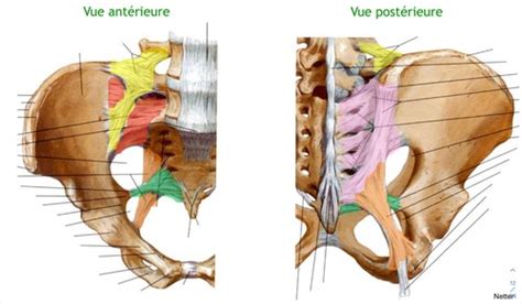 Arthrologie Articulation Sacro Iliaque Flashcards Quizlet