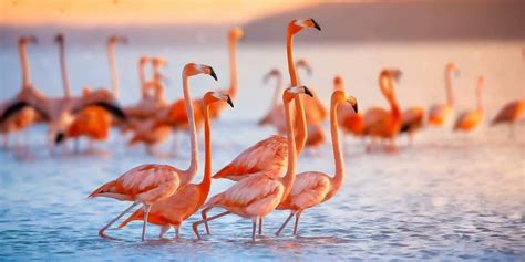 Les Flamants Roses Des Animaux Majestueux Habillés En Rose