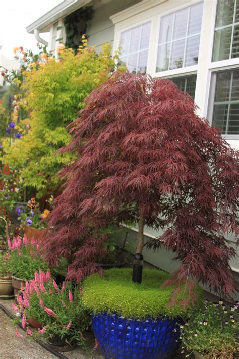 Japanese Maples 10 Things You May Be Surprised To Know About Growing