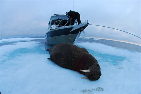 Walrus Hunt 8513 1 339 My First Hand Photos Of A Walrus Flickr