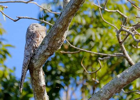 31 Great Potoo Facts (Yes, They're Real!) Ultimate Guide | JustBirding