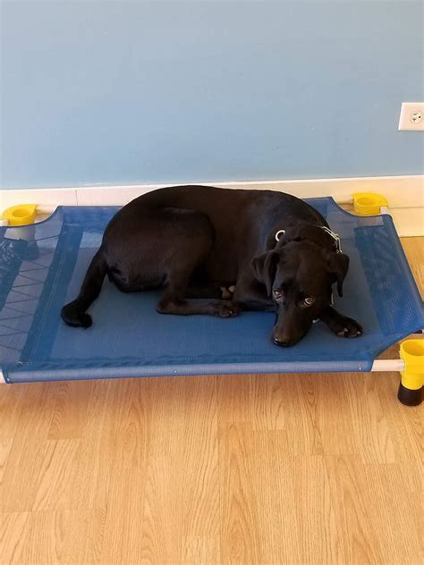 Madison | Dog Training Now