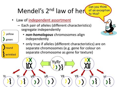 Ppt Dihybrid Crosses And Law Of Independent Assortment Powerpoint Presentation Id 4144086