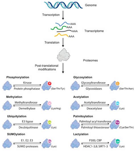 Ijms Free Full Text Protein Posttranslational Modification In