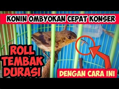 Cara Merawat Konin Bahan Ombyokan Agar Cepat Gacor Youtube