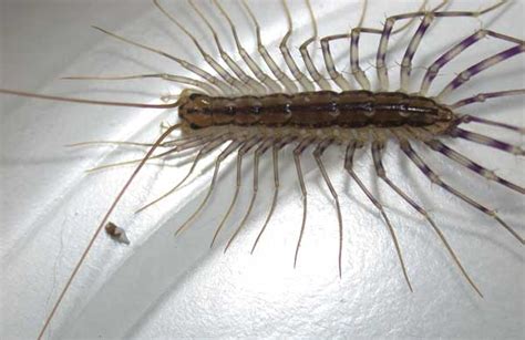 House Centipede Insect Id