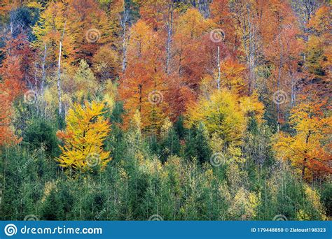 árvores Amarelas E Verdes Nas Montanhas Foto de Stock Imagem de