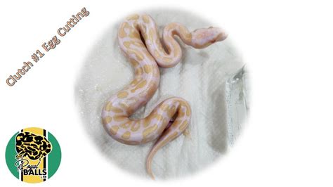 Breeding Ball Pythons Clutch 1 Possible Albino Clowns YouTube