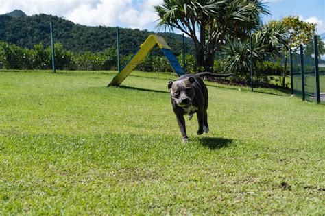 Cachorro Pit Bull De Nariz Azul Brincando E Se Divertindo No Parque