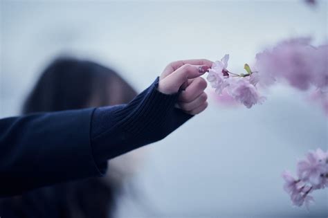 桜の花びらを触る女性の手の無料の写真素材 Id87267｜フリー素材 ぱくたそ