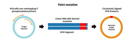 Polymerase Chain Reaction Snapgene