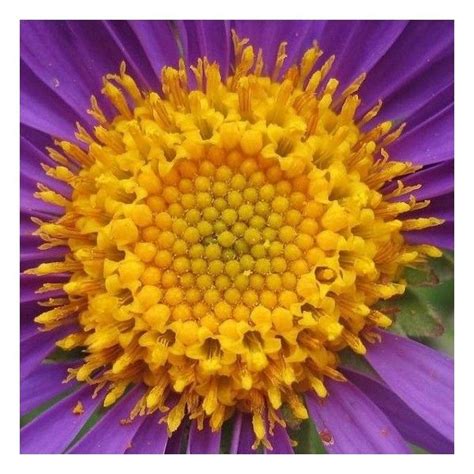 Pin By Tanya Brewer On Polyvore Fractals In Nature Fibonacci