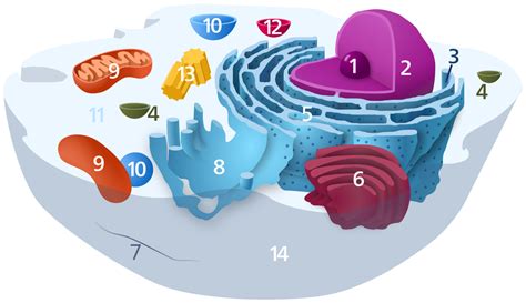 Ribosome — Wikipédia