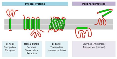 Membrane Proteins | BioNinja