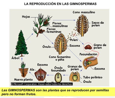 Gimnospermas Plantas - Resultado de imagen de ciclo gimnospermas | Plantas gimnospermas ...