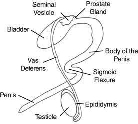 Cow Reproductive Anatomy - Anatomical Charts & Posters