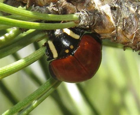 Giant Lady Beetle Anatis Lecontei BugGuide Net