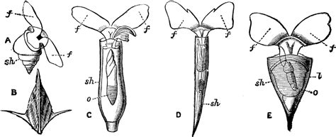 Pteropoda | ClipArt ETC