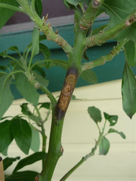 Forum Disease On Avocado Anthracnose