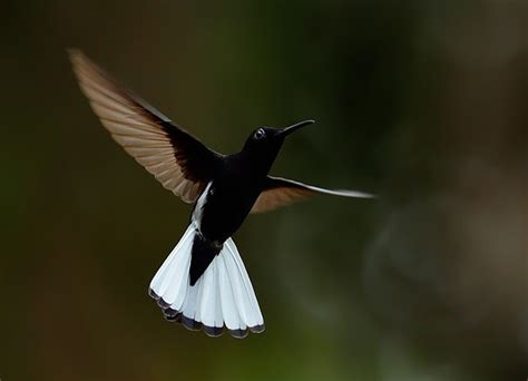 Beija Flor Preto Florisuga Fusca Wikiaves A Enciclopédia Das Aves