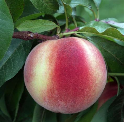 Different Types Of Peaches