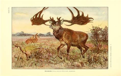 Ancient Deer Of The Pleistocene Epoch